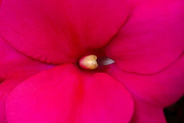 花的背景 — 图库照片