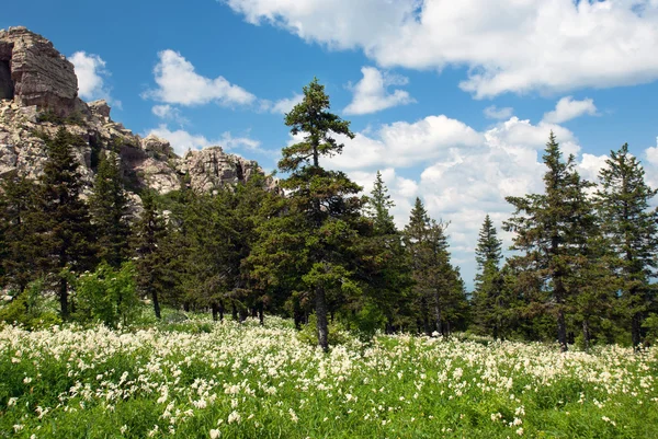 Stock image Summer landscape in the mountains