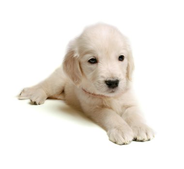 golden retriever yavru