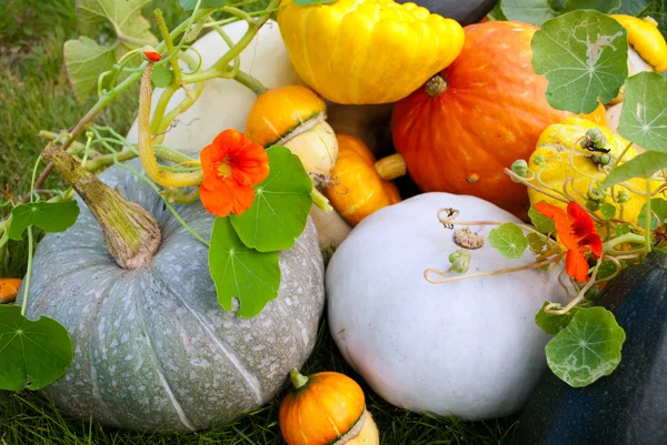 Pumpkins and marrows crop — Stock Photo, Image