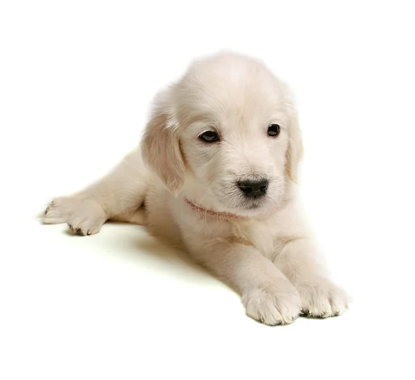黄金猎犬的小狗 — 图库照片