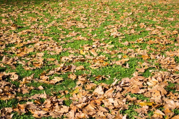 Stock image Maple leaves on a green lawn