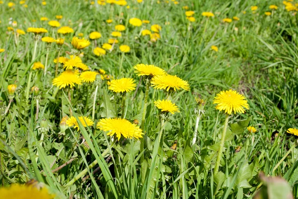 Spring dandelion in green grass — Stock Photo, Image