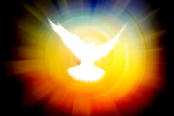Shining dove on a sun rays background — Stock Photo, Image