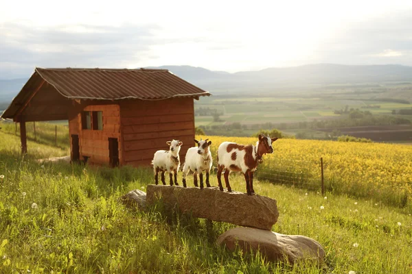 üç keçi, İsviçre Alpleri'nde küçük tarım manzara