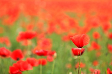 güzel kırmızı poppies alan