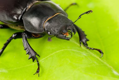 Kadın Lucanus cervus (stag beetle) ben yeşil yaprak üzerinde