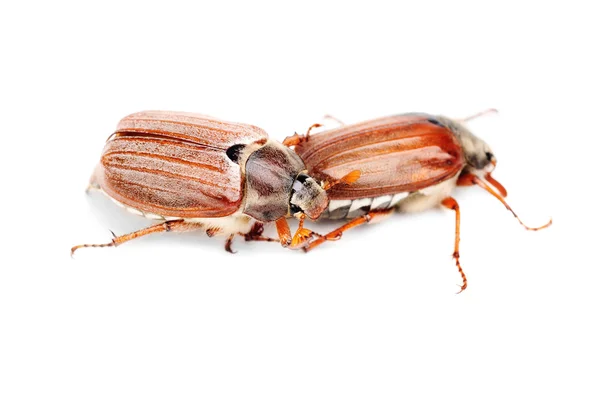 Två maj-bug också cockchafe, träd beetle, (melontha vulgaris) isolerat på den vita bakgrunden — Stockfoto