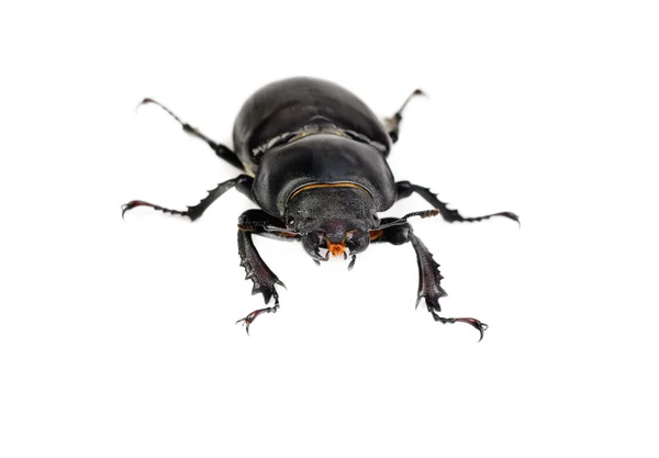 stock image Female Lucanus cervus (stag beetle) isolated on the white background