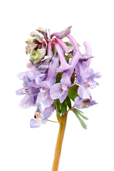 Flower Corydalis halleri . Spring close-up. — Stock Photo, Image