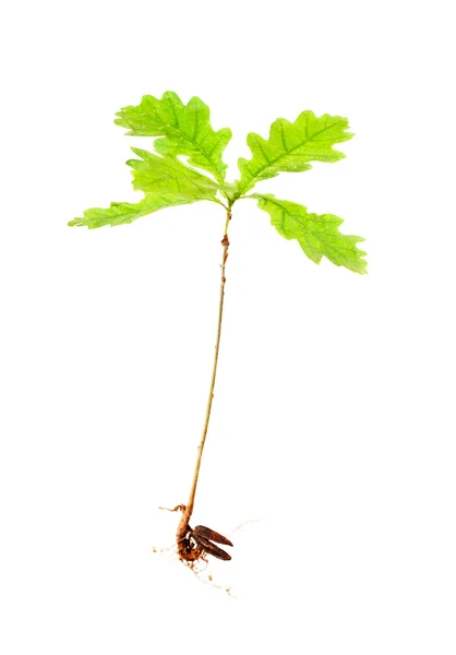 Carvalho de raízes em fundo branco — Fotografia de Stock