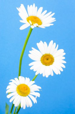 Some chamomiles on blue background in studio clipart