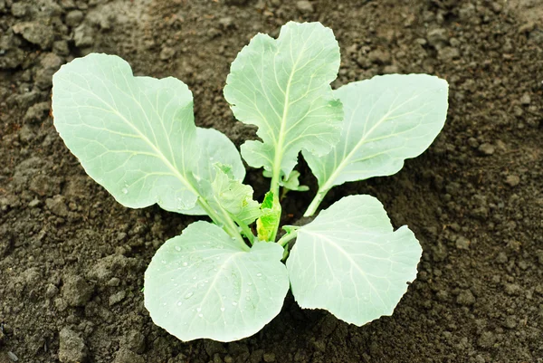 Cabbage sprout in the soil — Stock Photo, Image