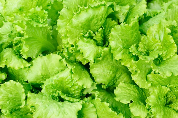 Fresh salad lettuce background — Stock Photo, Image
