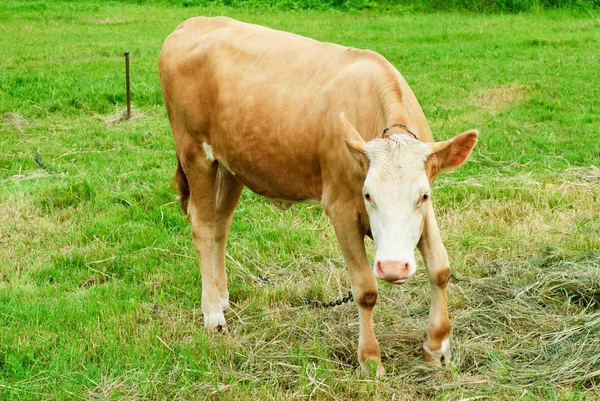 stock image Young brown bull in a pasture