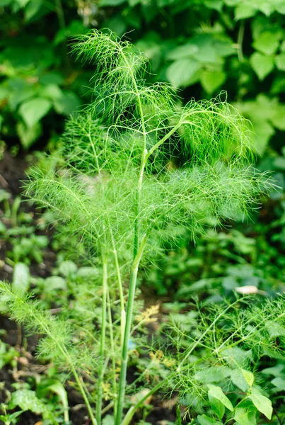 Branch of fresh green fennel — Zdjęcie stockowe