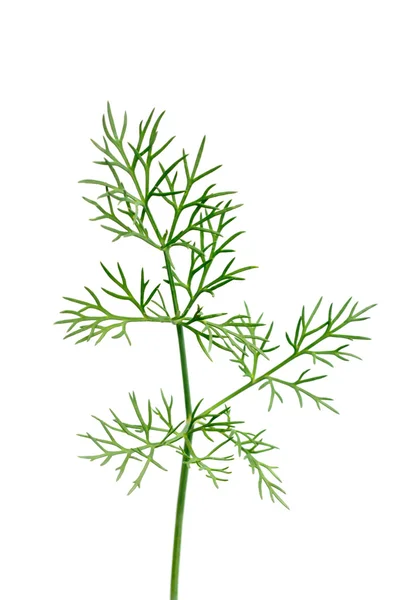 Fresh green dill twigs, isolated on white macro — Stock Photo, Image