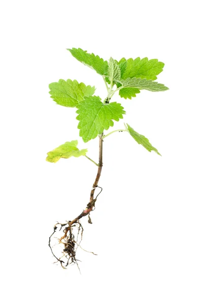 Свіжа зелена меліса з корінням ізольована на білому — стокове фото