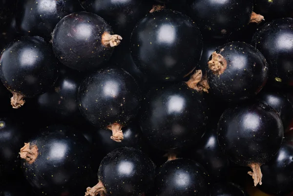 Schwarze Johannisbeere als feines Essen texturierten Hintergrund — Stockfoto