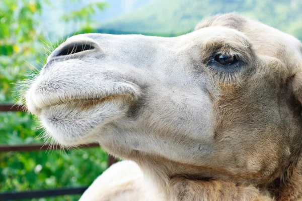 Shot of the camel 's head close up — стоковое фото