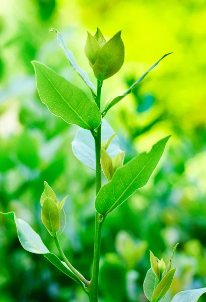 En ung gren av laurel på en grön bakgrund — Stockfoto