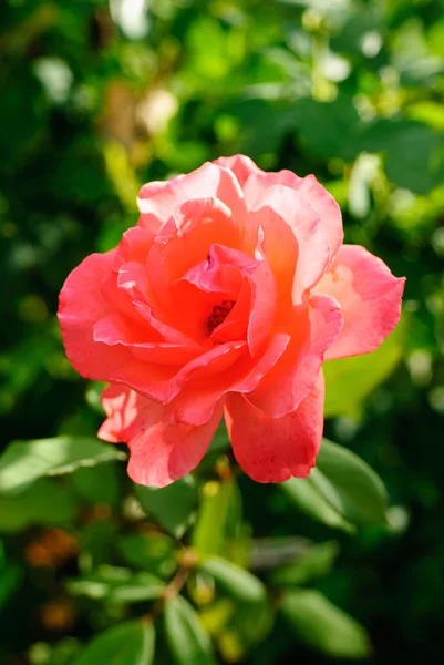 stock image One red rose on the green background