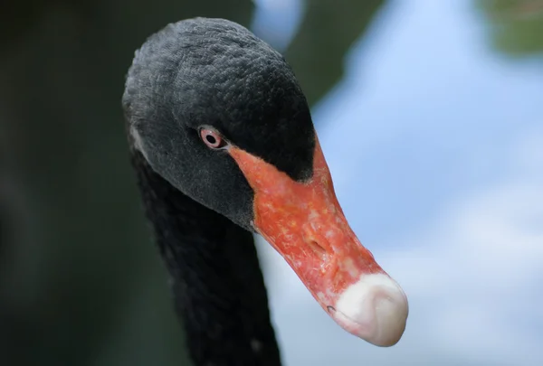 Head Shot of a Black Swan Cygnus atratus — Stock Photo, Image