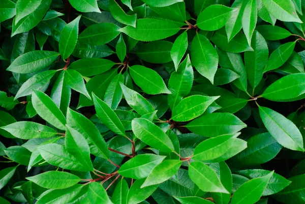Close-up van groene bladeren plant (photinia x fraseri "rode robin") — Stockfoto