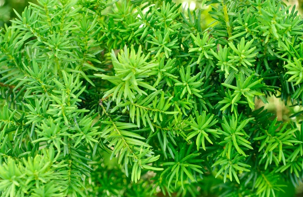 Yew (Taxus baccata) green leaves background — Stock Photo, Image