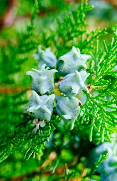 Thuja 가까이 보기에서의 과일 — 스톡 사진