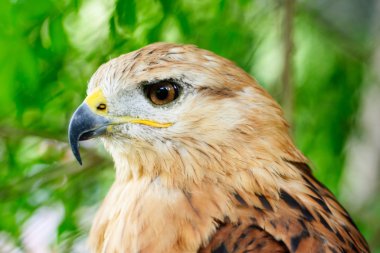 Bir Kızıl şahin (Buteo rufinus Close-Up). .