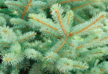 Blue Spruce Tree Branches as background clipart