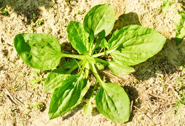 Βοτανοθεραπεία: (Plantago lanceolata) στο χώμα — Φωτογραφία Αρχείου