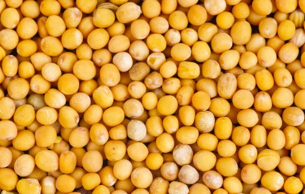 Семена горчицы в качестве пищевого фона — стоковое фото