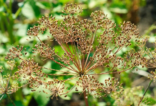 Semena fenyklu v zahradě — Stock fotografie