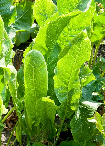 Folhas verdes de fábrica de rábano — Fotografia de Stock