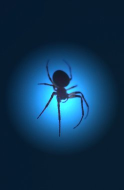 Silhouette of a spider clipart