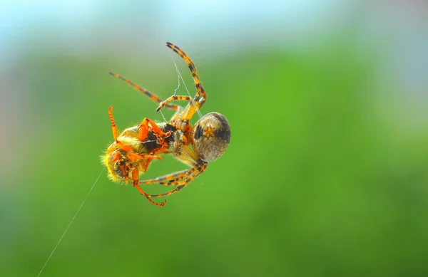 Spider prey — Stock Photo, Image