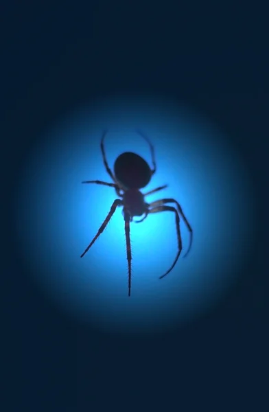 Silhouette di un ragno — Foto Stock