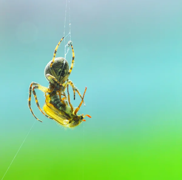 Павук видобуток — стокове фото