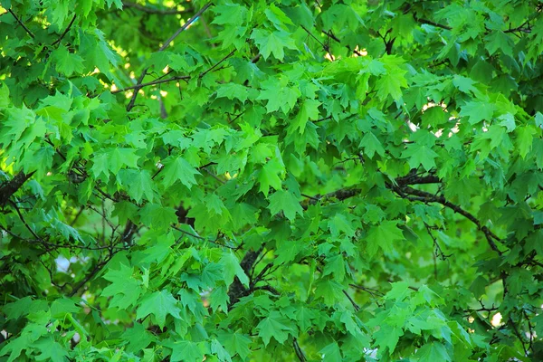 年轻的枫树的叶子 — 图库照片