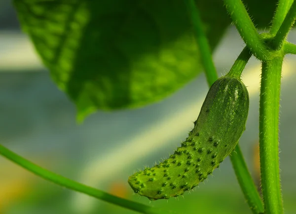 stock image Green cucumber