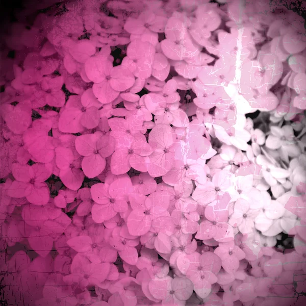 Flori roz — Fotografie, imagine de stoc