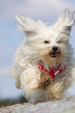 Havanese with ears flying clipart