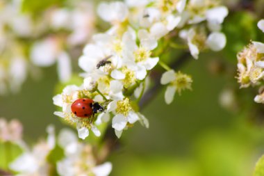 Ladybird çiçekli ağaç