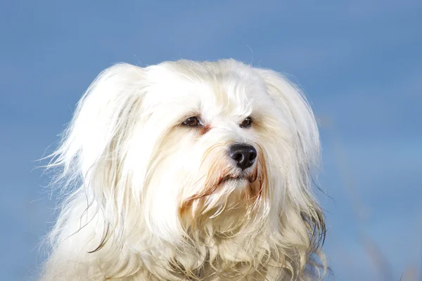 Dog portrait - Havanese — Stock Photo, Image