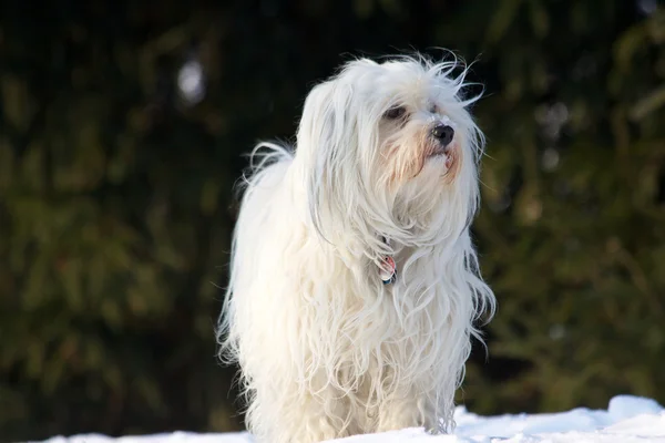 Trots hond in de sneeuw — Stockfoto