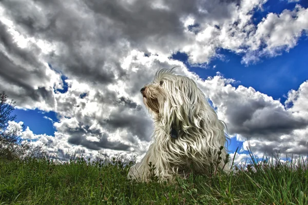 Dog before threatening clouds scenery — Stock Photo, Image