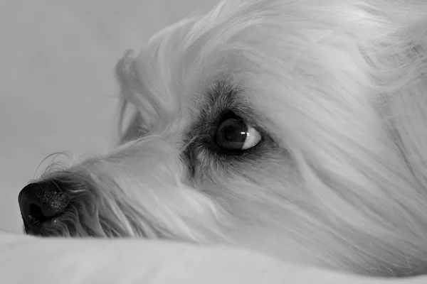 Havanese in black and white — Stock Photo, Image