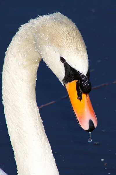 stock image Swan with head slightly bowed